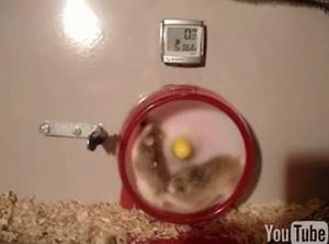 1170080497_super_hamster2.jpg